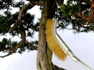 cepillo bonsai