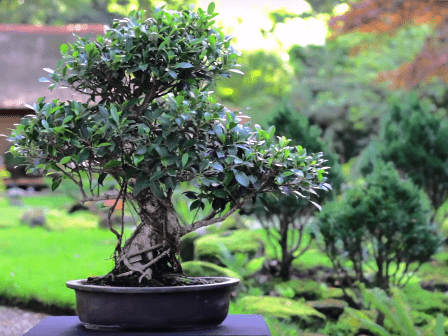bonsai ficus