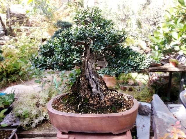 cuidados bonsai de olivo