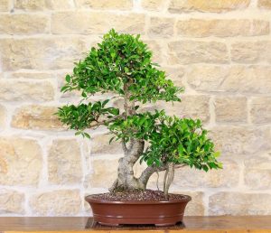 como cuidar bonsai ficus