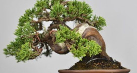 bonsai junipero
