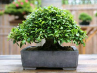 comprar bonsai barato