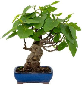 Comprar bonsai de higuera (ficus carica) en amazon y guía de cuidados
