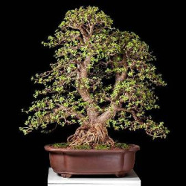 compra tu bonsai de portulacaria en amazon