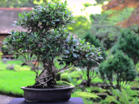 Compra ficus bonsai barato