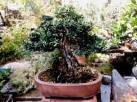 olivo bonsai comprar