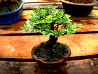 Comprar tu olmo chino bonsai en amazon