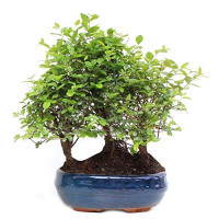 comprar sageretai bonsai