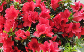 Bonsai de azalea florecida . COlor rojo